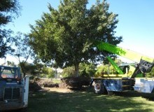 Kwikfynd Tree Management Services
kenwick